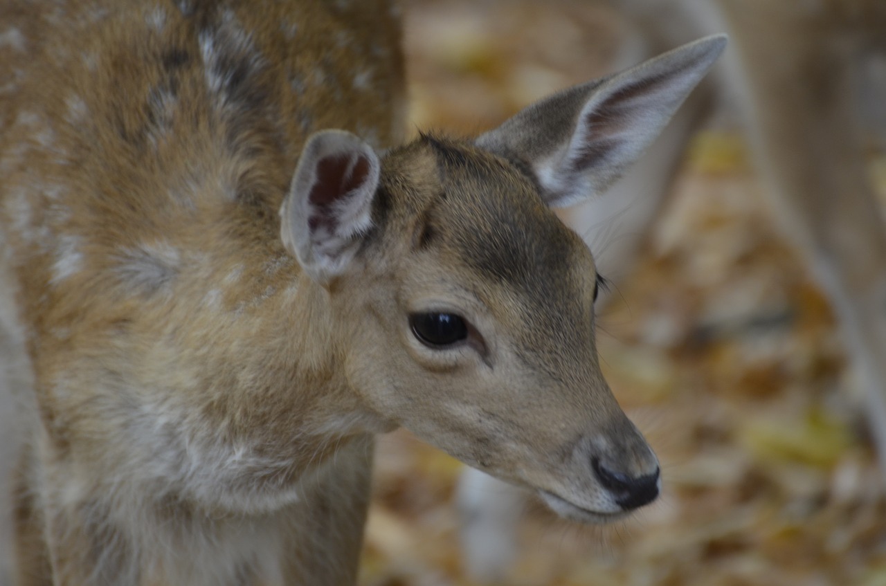 damm wild  roe deer  wild free photo