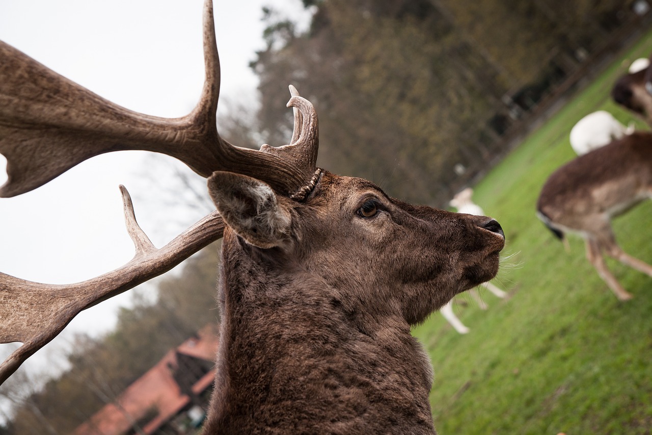 damm wild  red deer  hirsch free photo