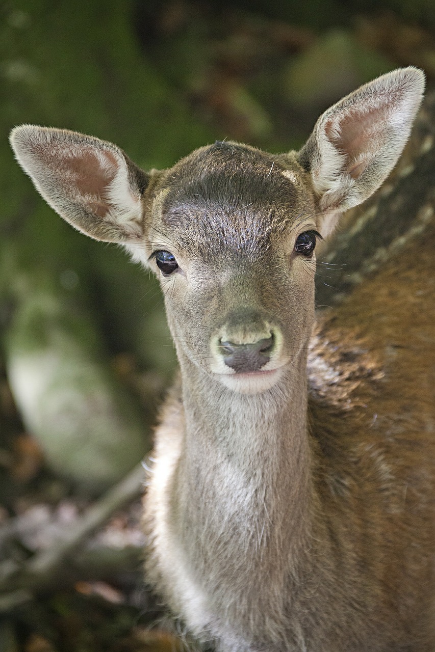 damm wild young animal wild free photo