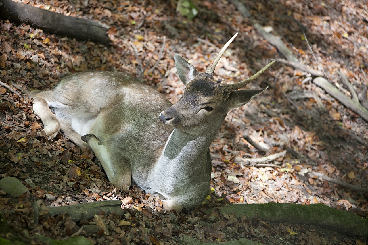 damm wild young animal wild free photo