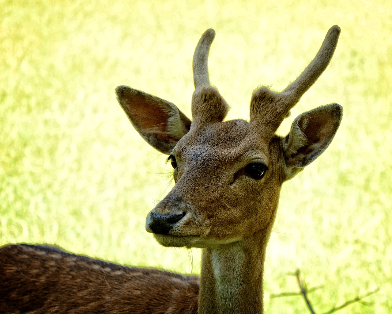 damm wild fallow deer young animal free photo