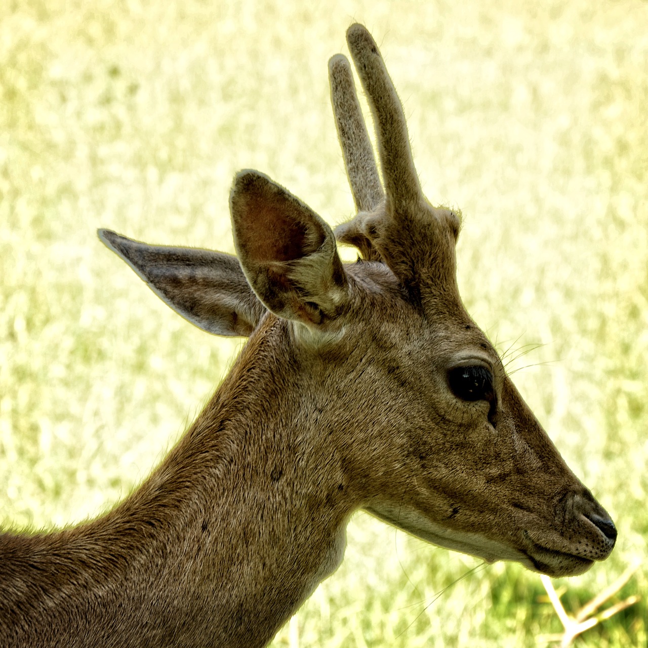 damm wild fallow deer young animal free photo