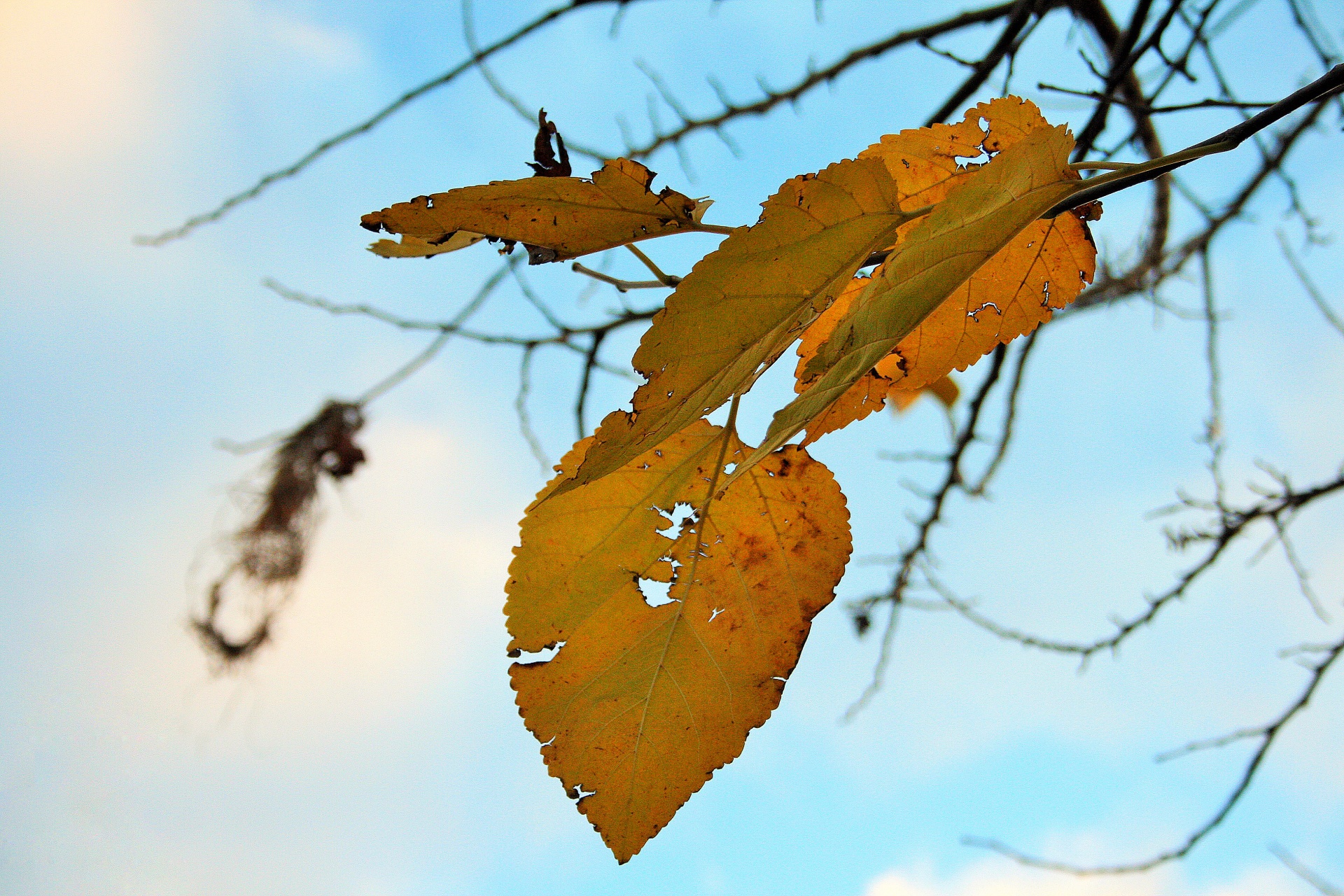 leaf yellow mulberry free photo