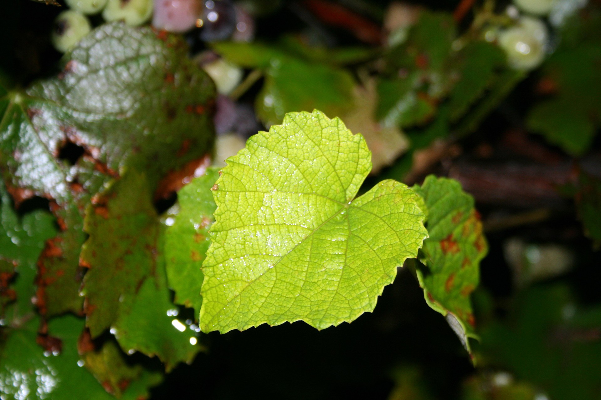 leaf vine grape free photo