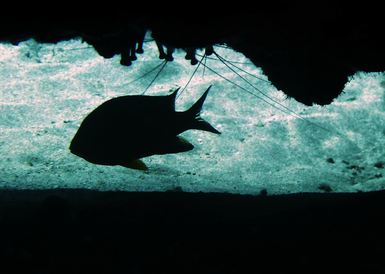 damsel fish profile cave free photo