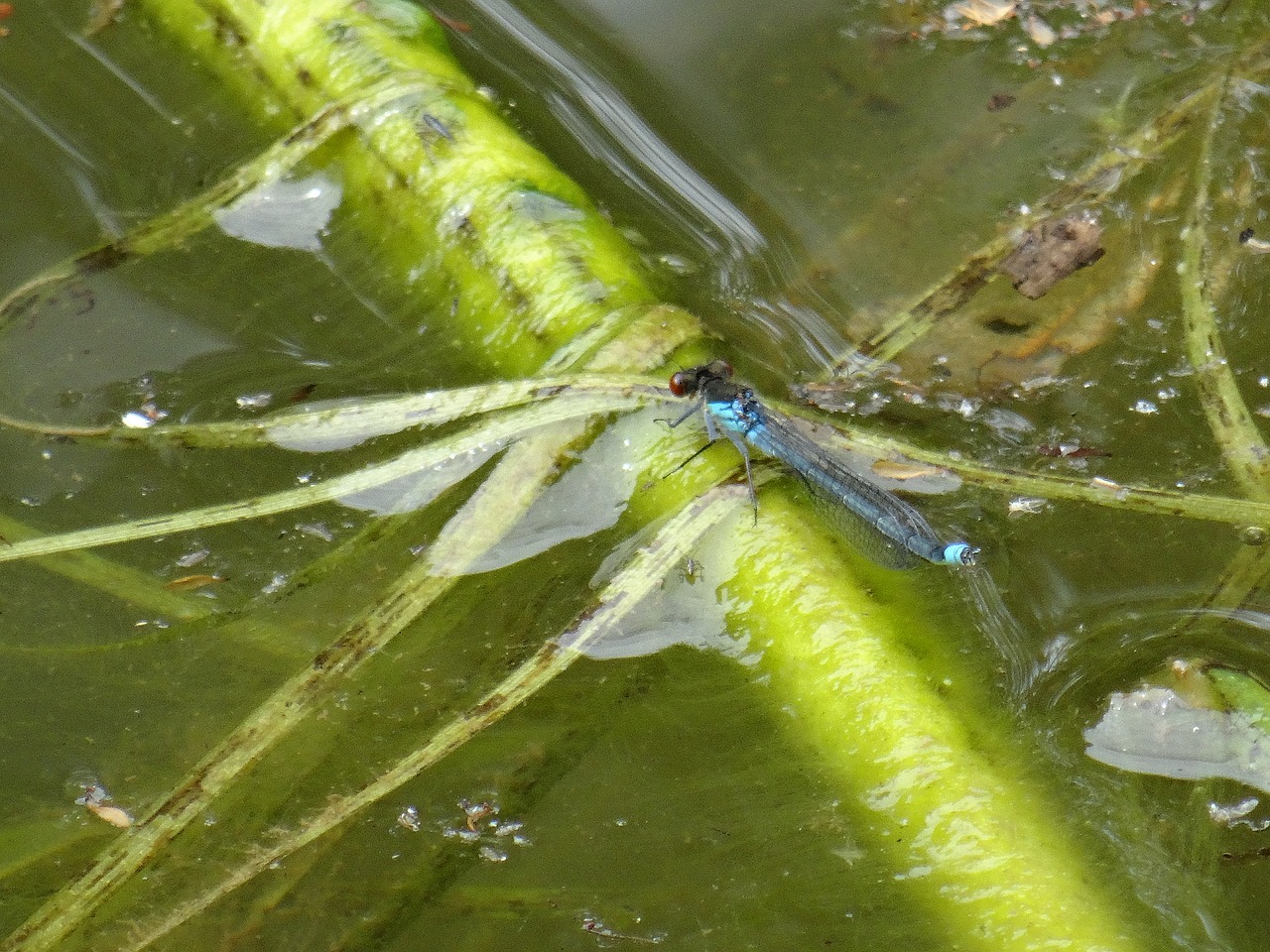 damsel fly water weeds free photo