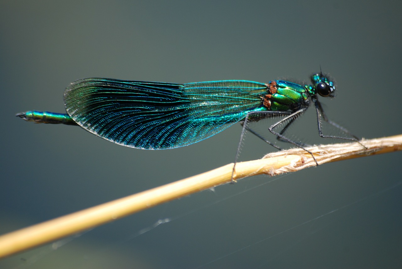 damsel fly banded demoiselle insect free photo