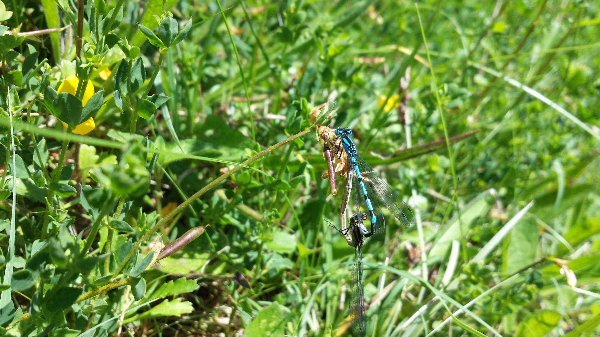 grass weeds damselfly free photo