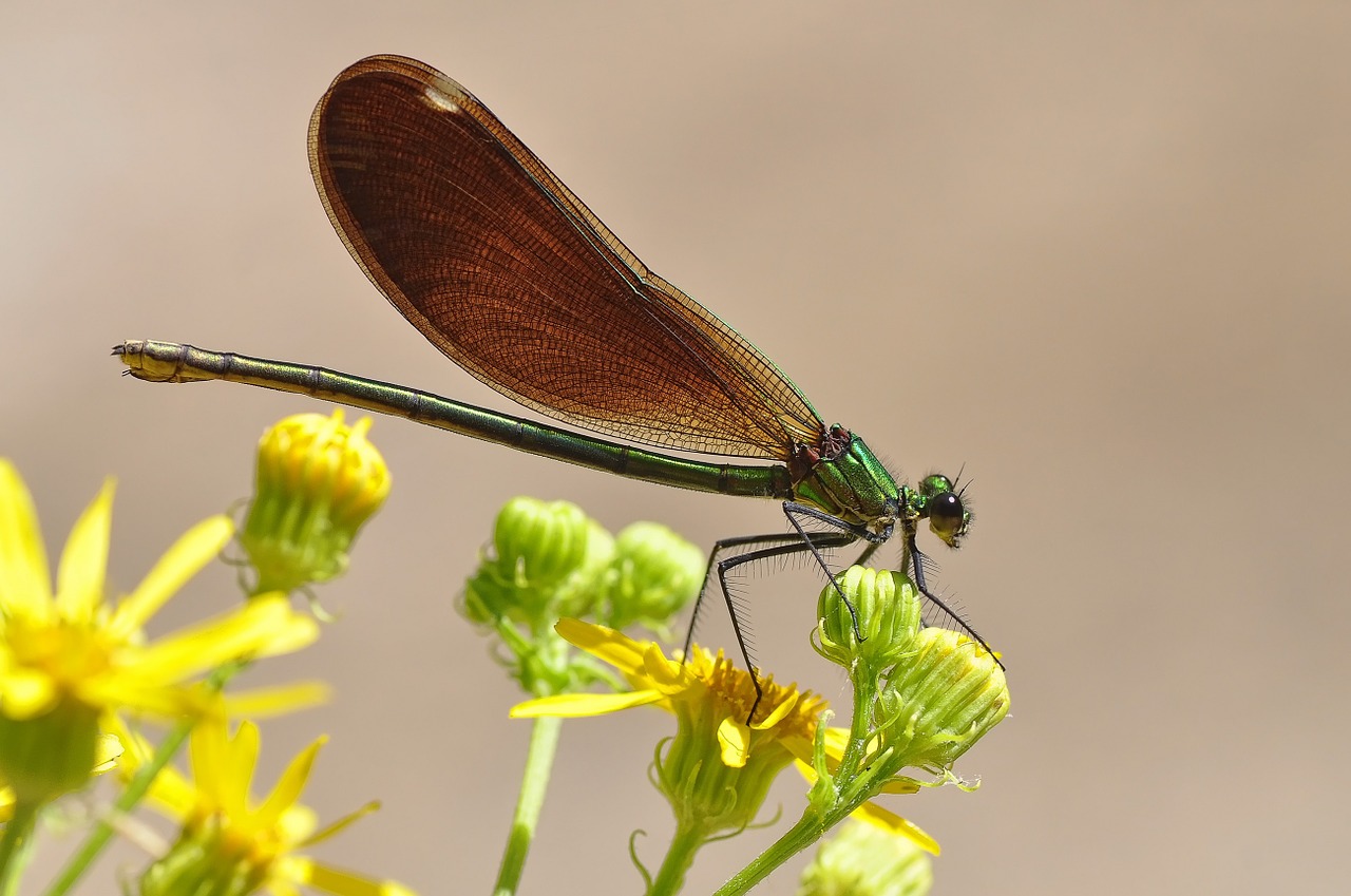 damselfly macro insect free photo