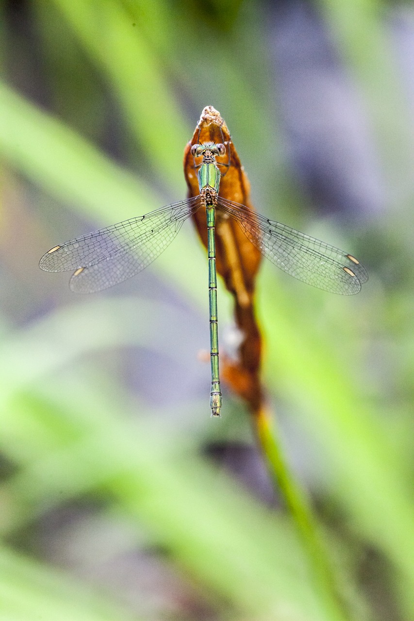 damselfly dragonfly insect free photo