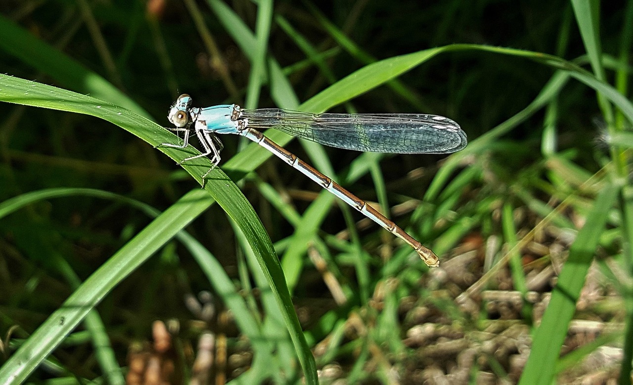 damselfly insect blue-fronted dancer free photo