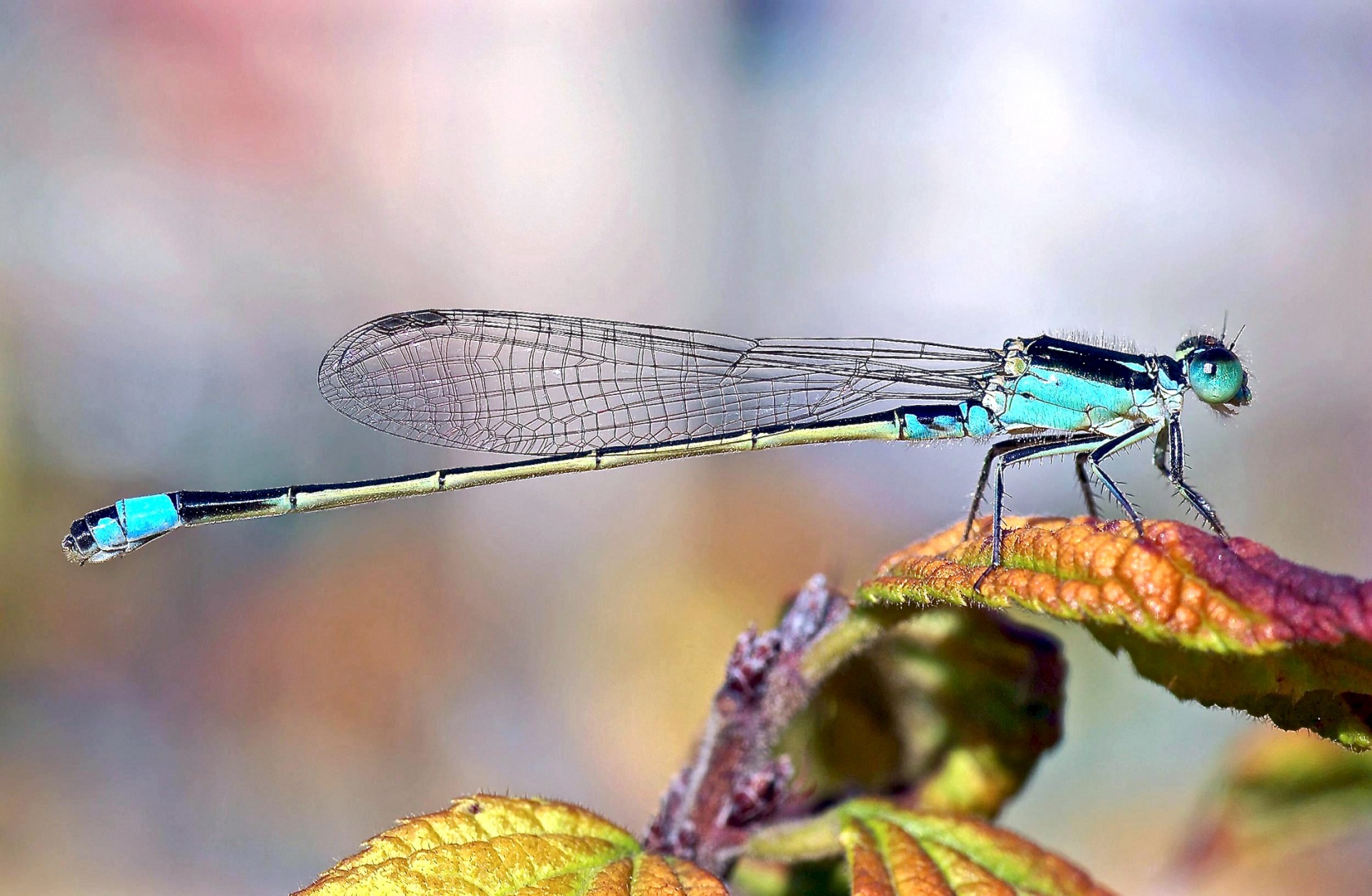 damselfly wildlife nature free photo