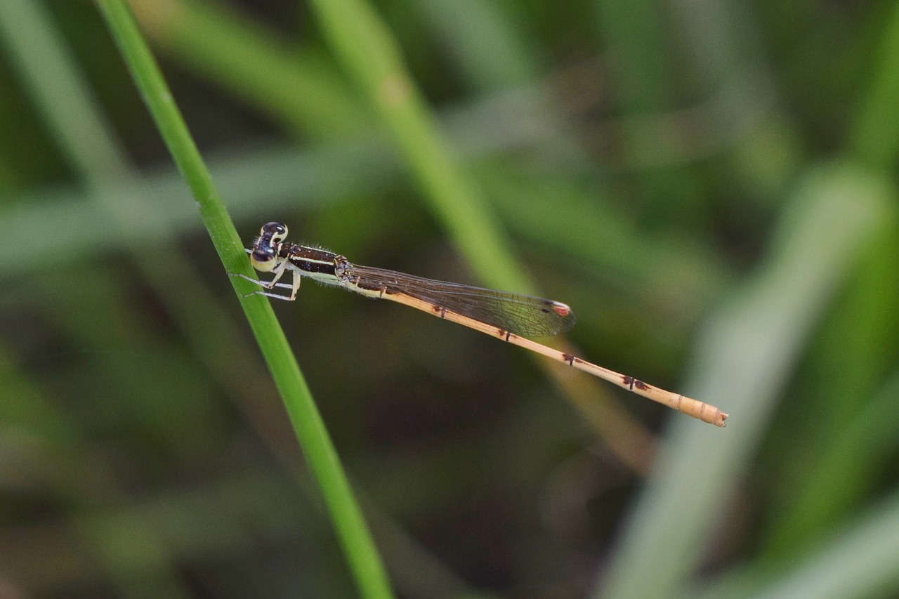 damselfly insect insectoid free photo