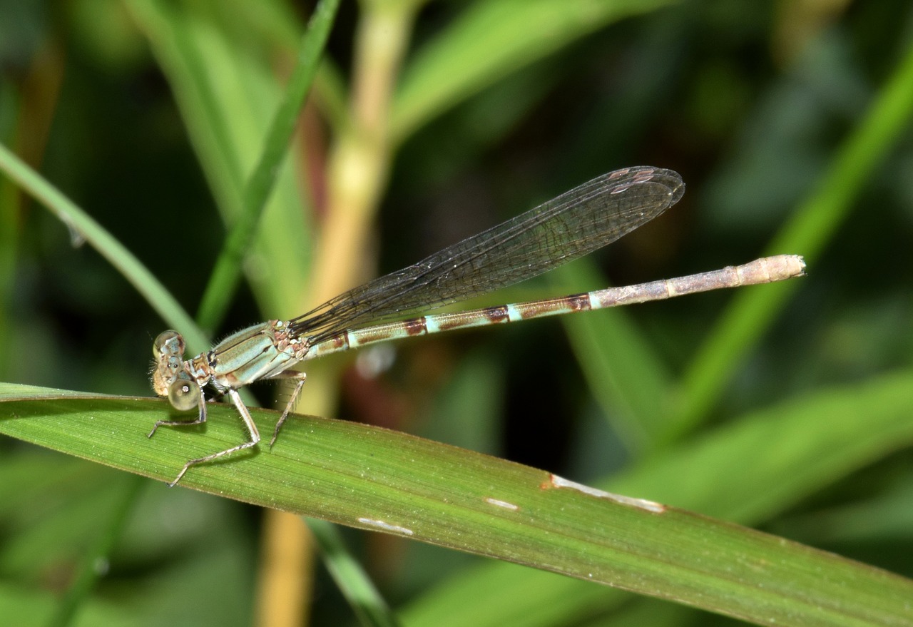 damselfly insect insectoid free photo