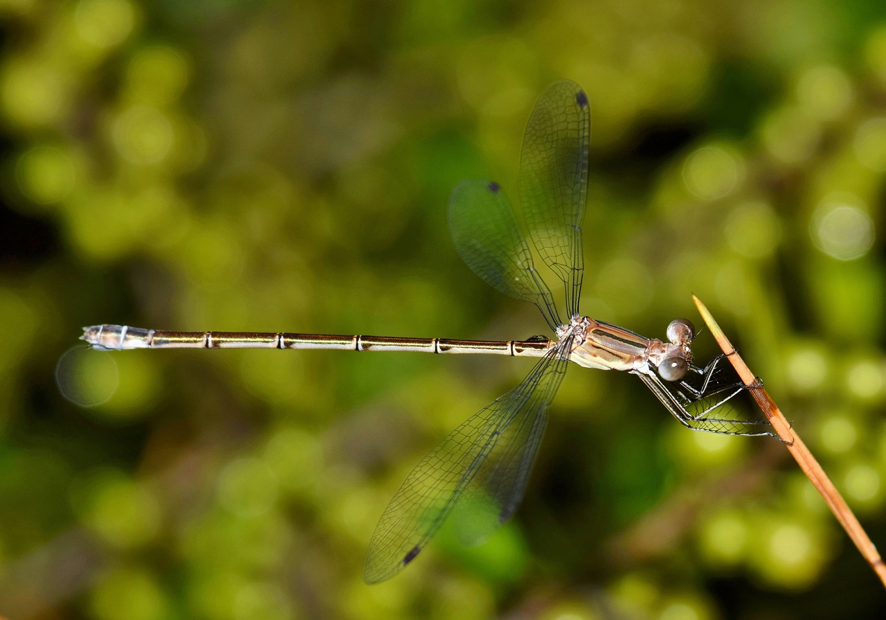 damselfly insect insectoid free photo