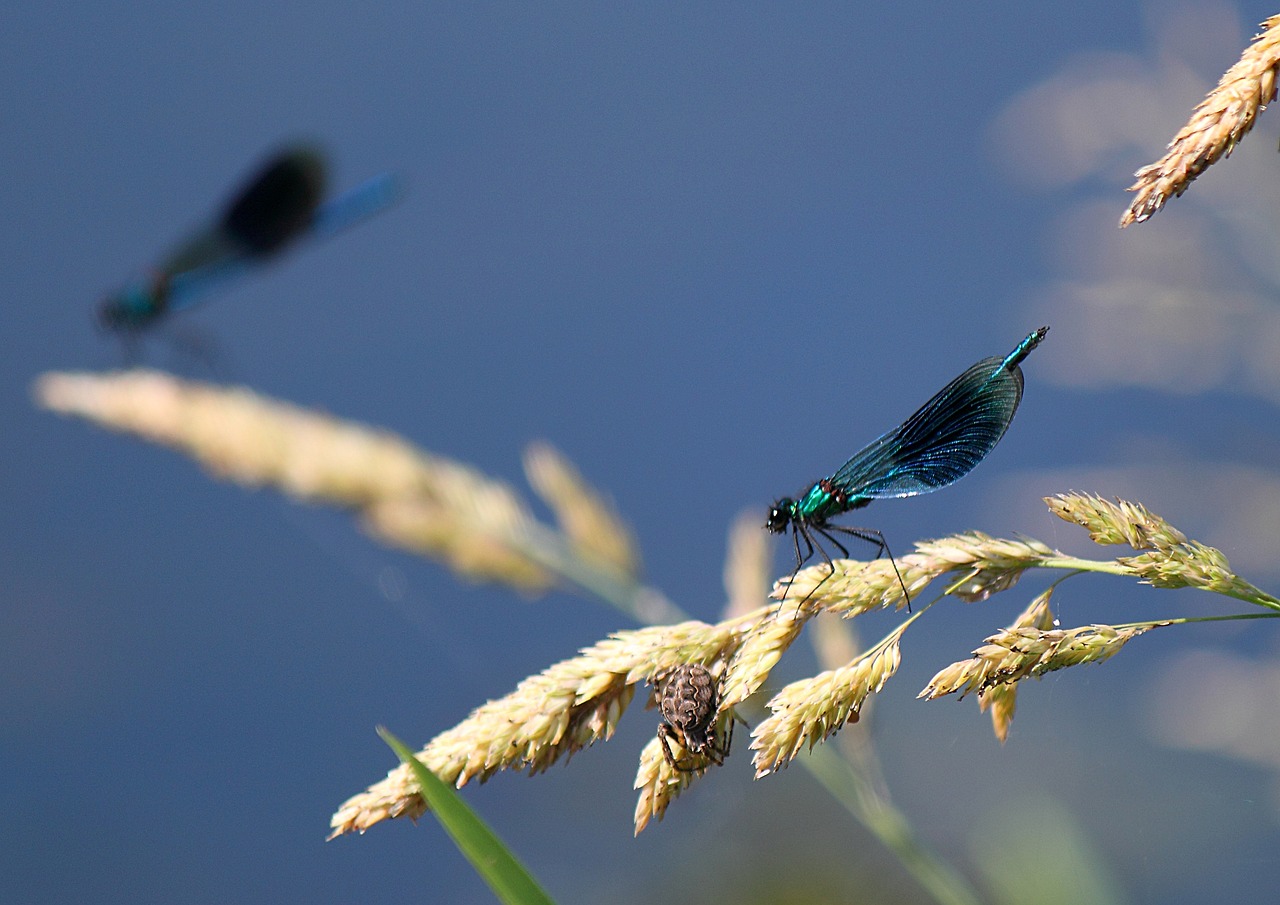 damselfly insect macro free photo