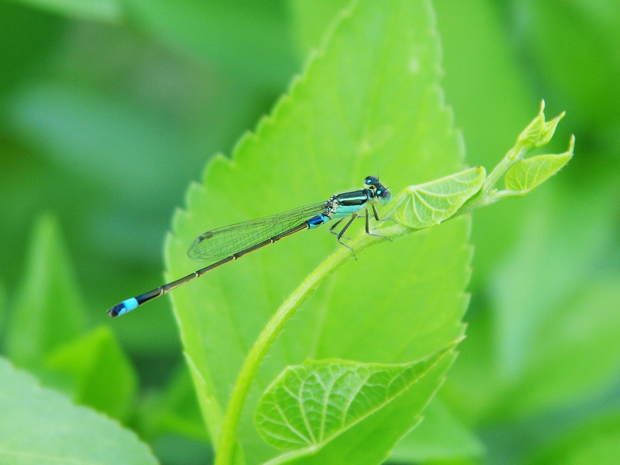 damselfly green leaves little dragonfly free photo