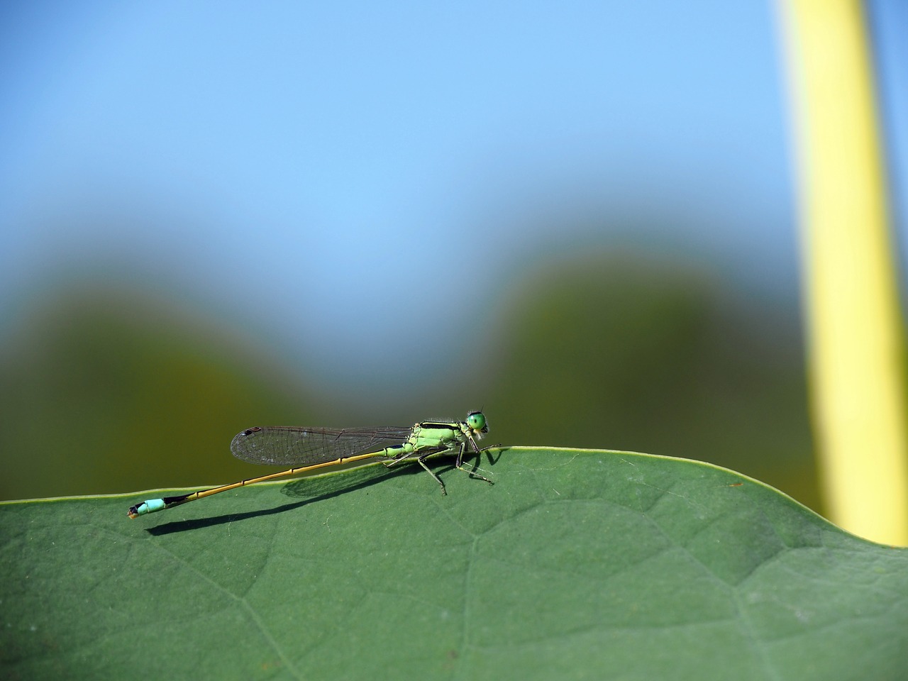 damselfly green leaves little dragonfly free photo