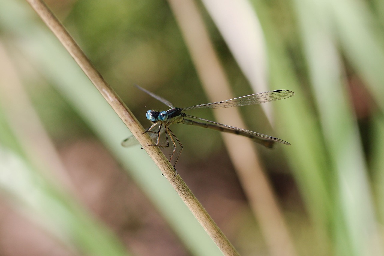 damselfly dragonfly eyes free photo