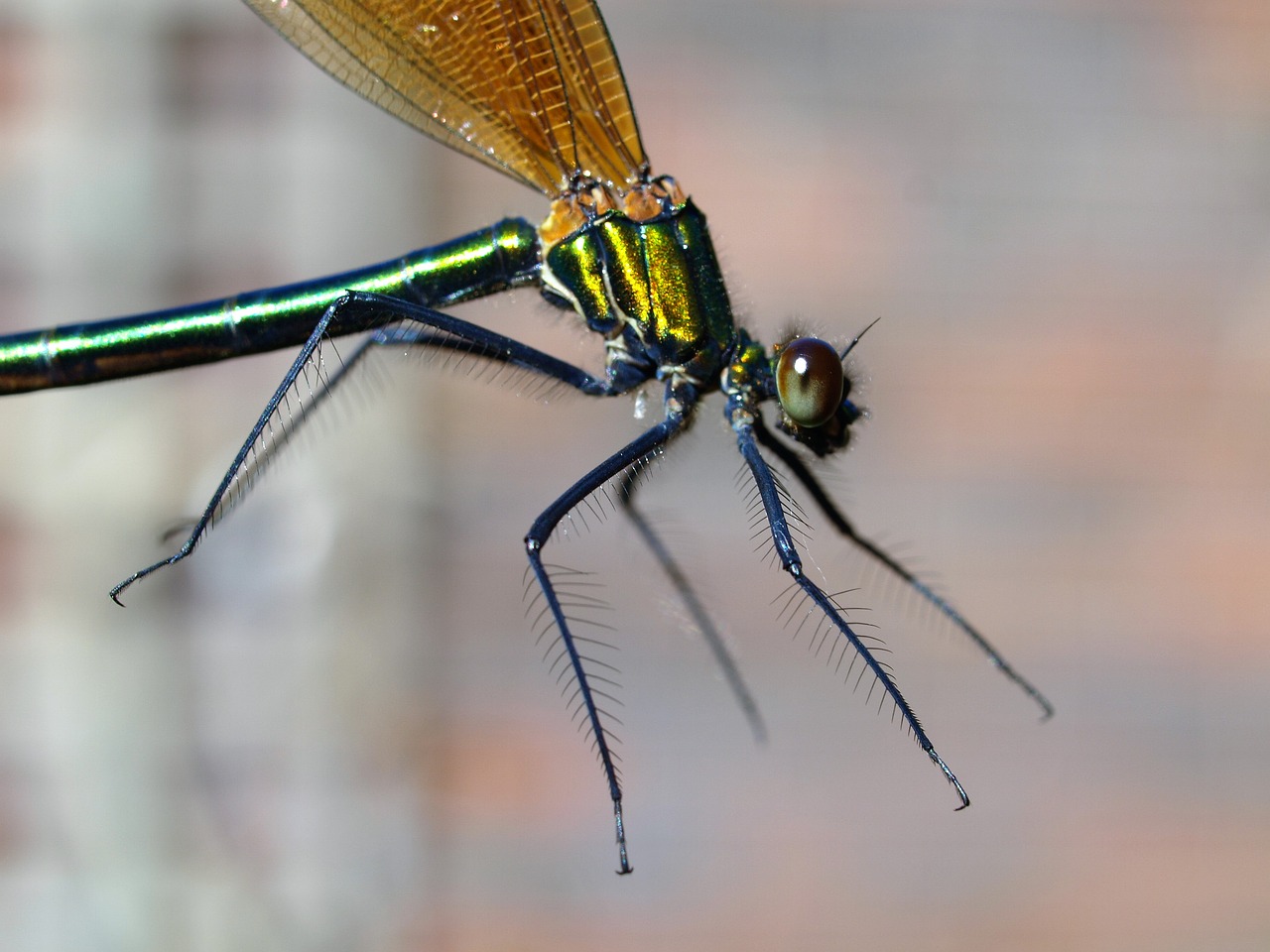 damselfly insect pond life free photo