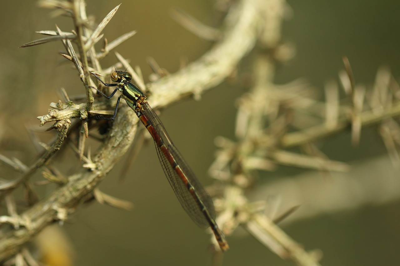 damselfly branch dragonfly free photo