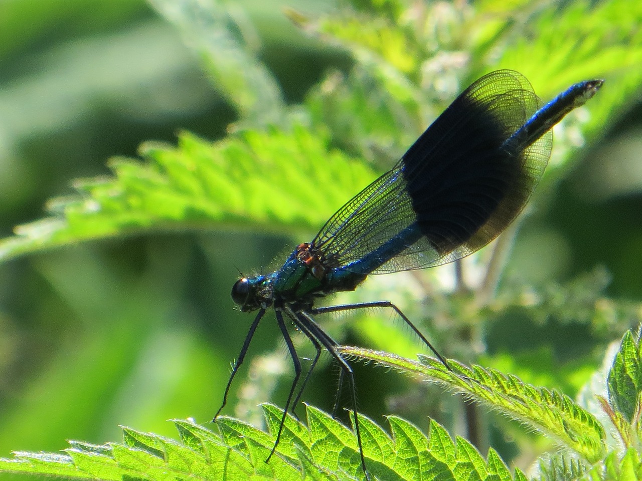 damselfly  nature  insect free photo