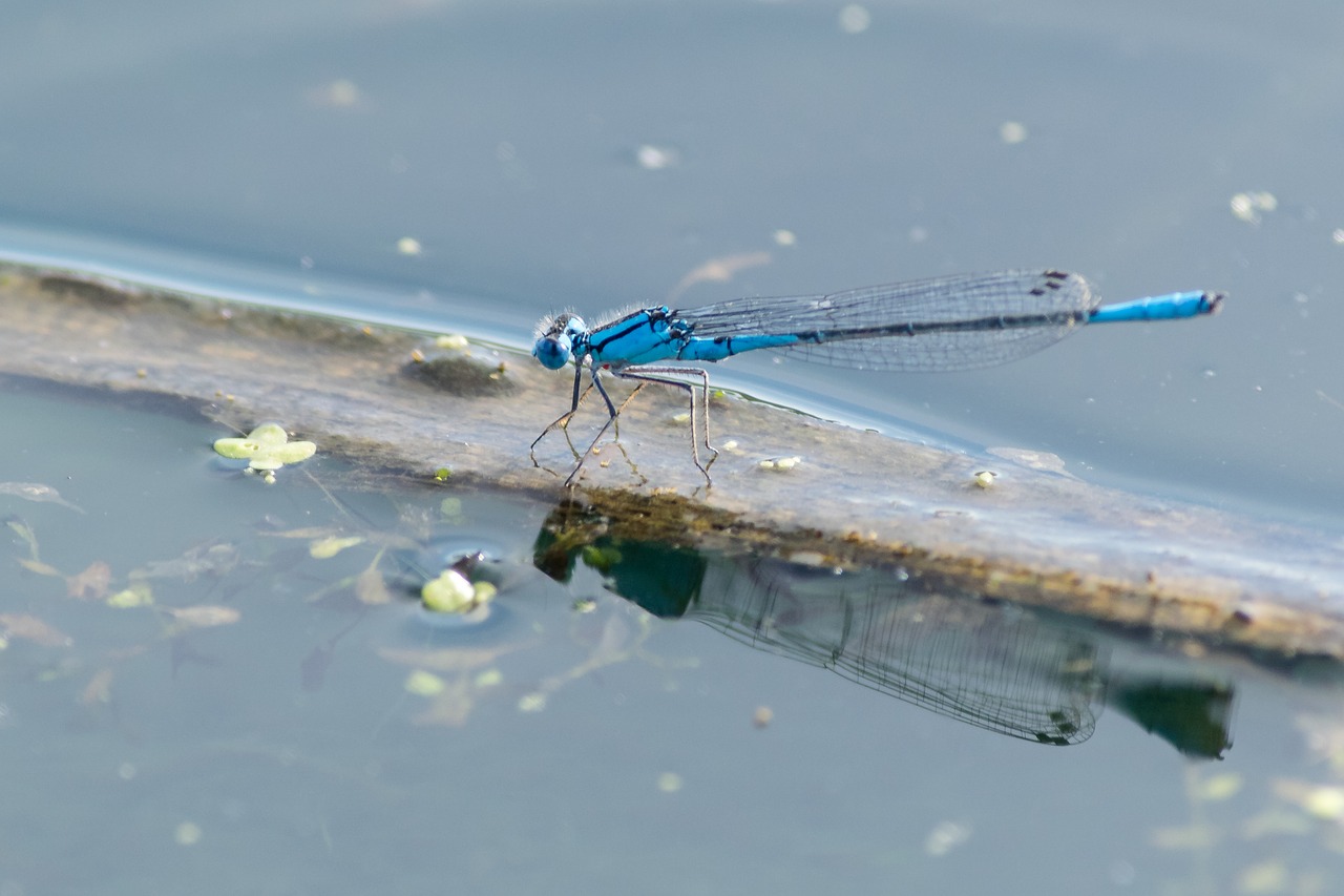 damselfly  pond  nature free photo