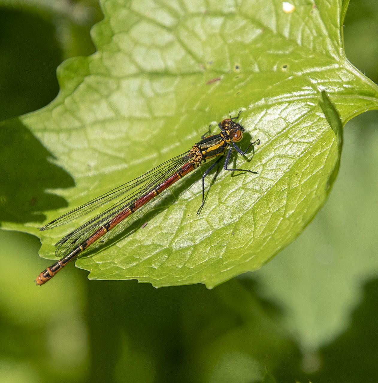 damselfly  red  wings free photo