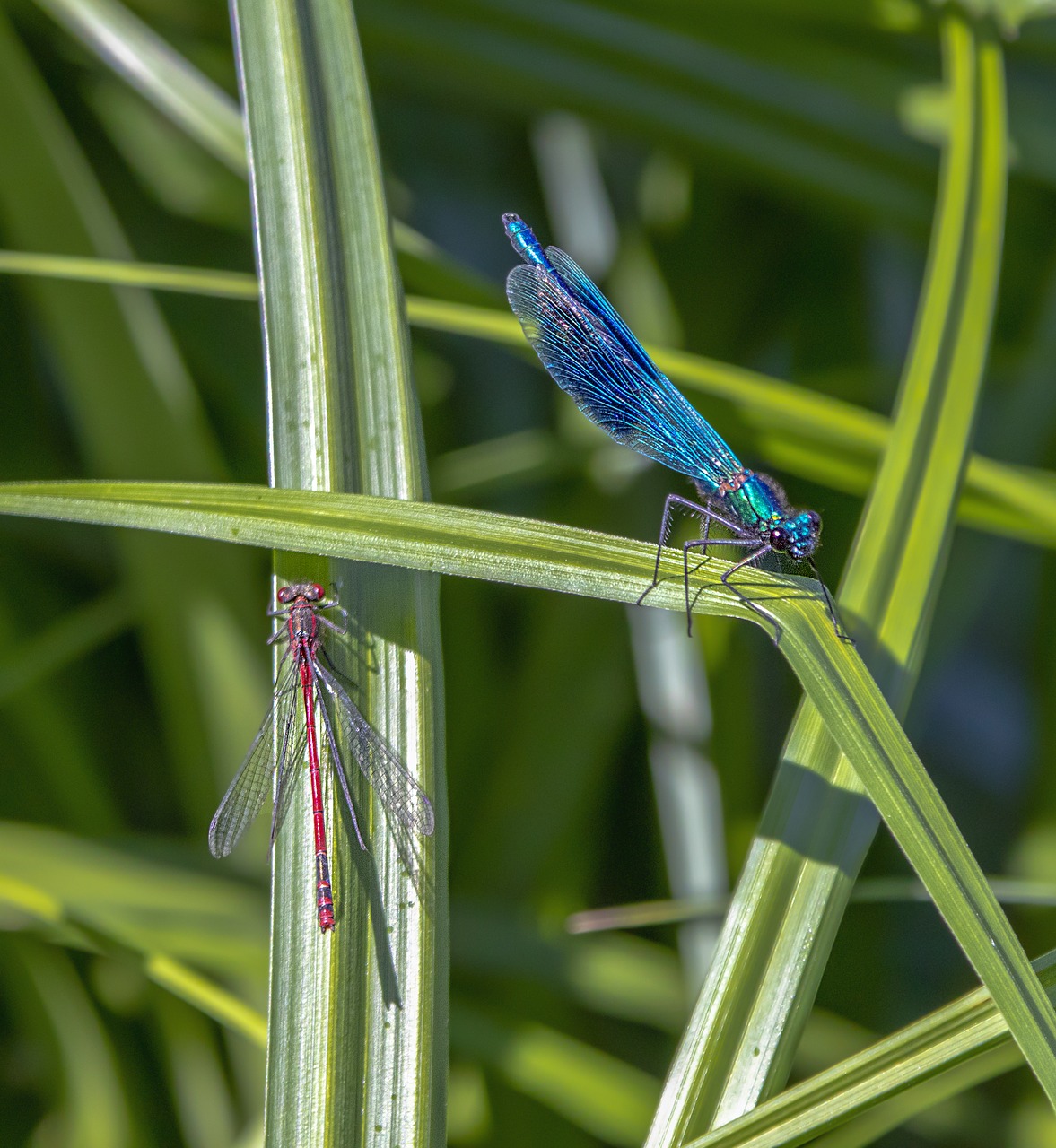 damselfly  banded  blue free photo