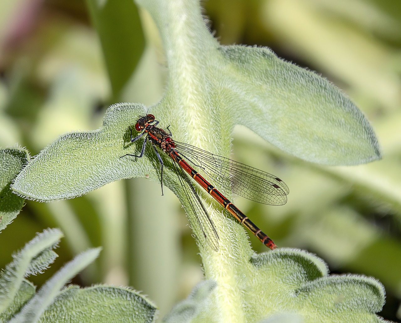 damselfly  red  insect free photo