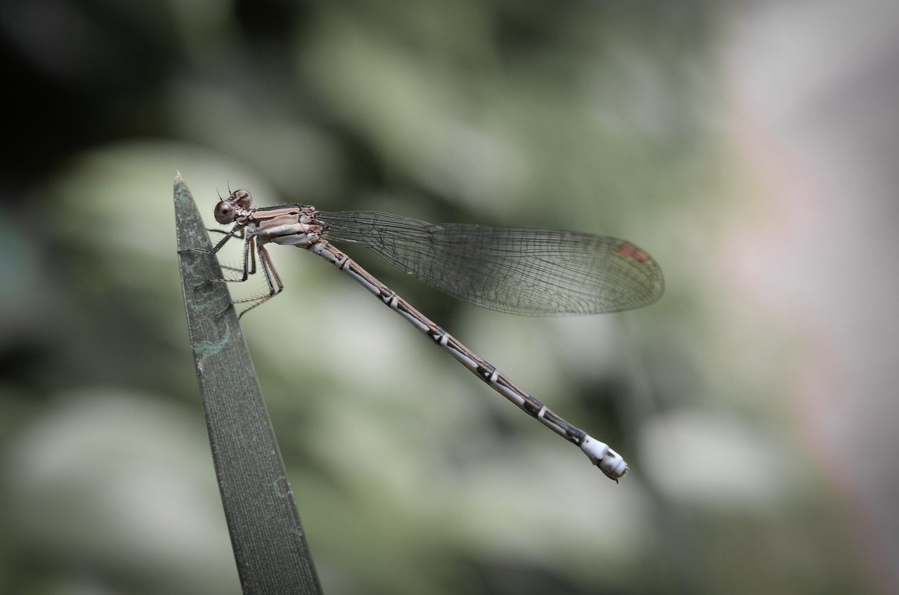 damselfly dragonfly insect free photo