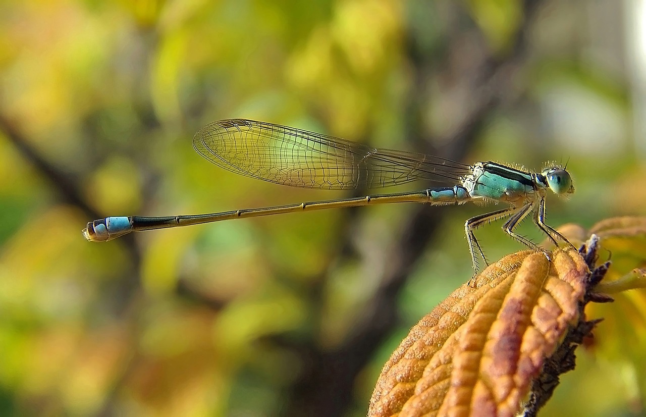 damselfly insect dragonfly free photo