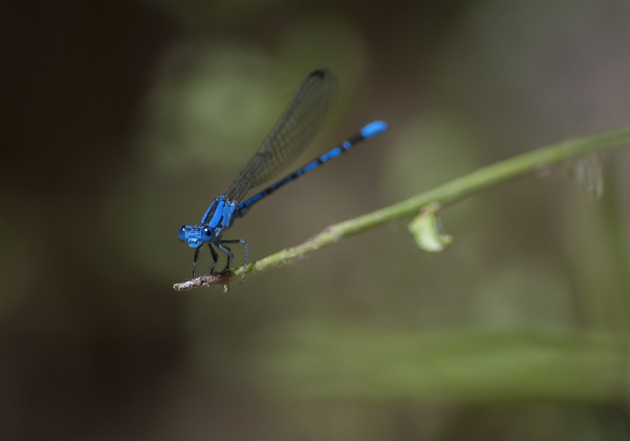 damselfly insect predator free photo