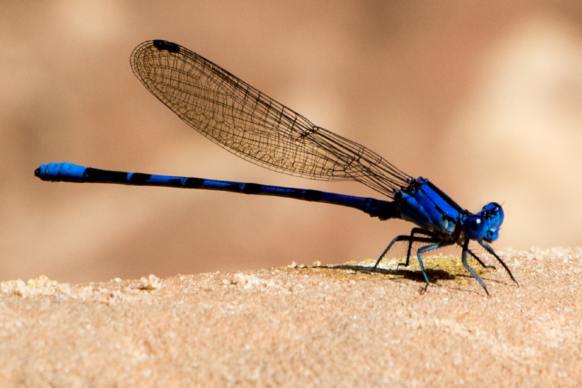 damselfly macro insect free photo