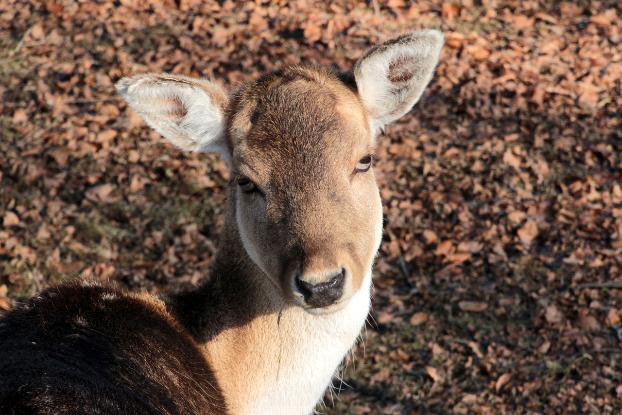 damtier dama dama wild animal free photo