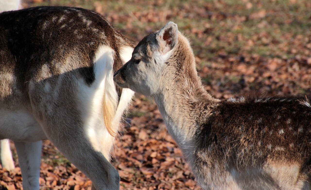 damtiere at that daman calf animals free photo