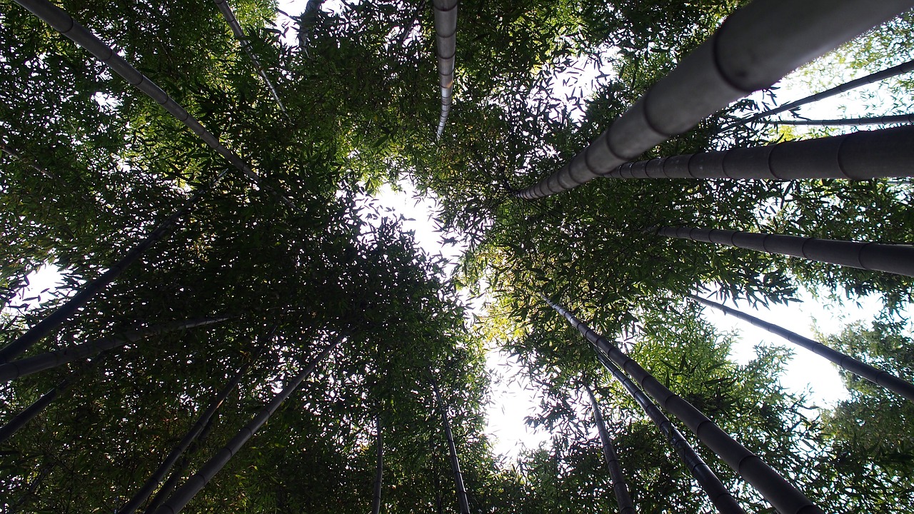 damyang bamboo forest free photo