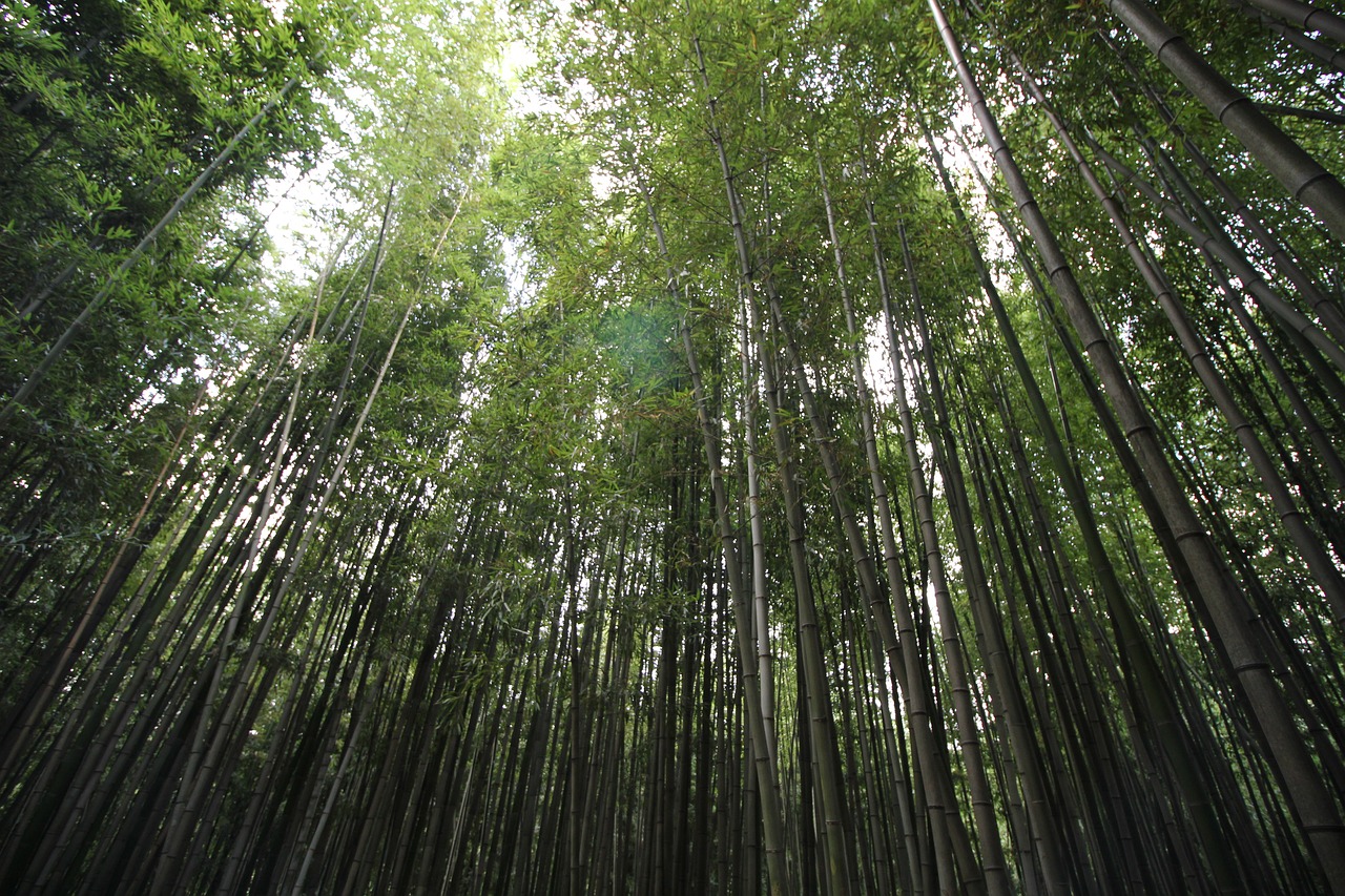 damyang bamboo green bamboo free photo