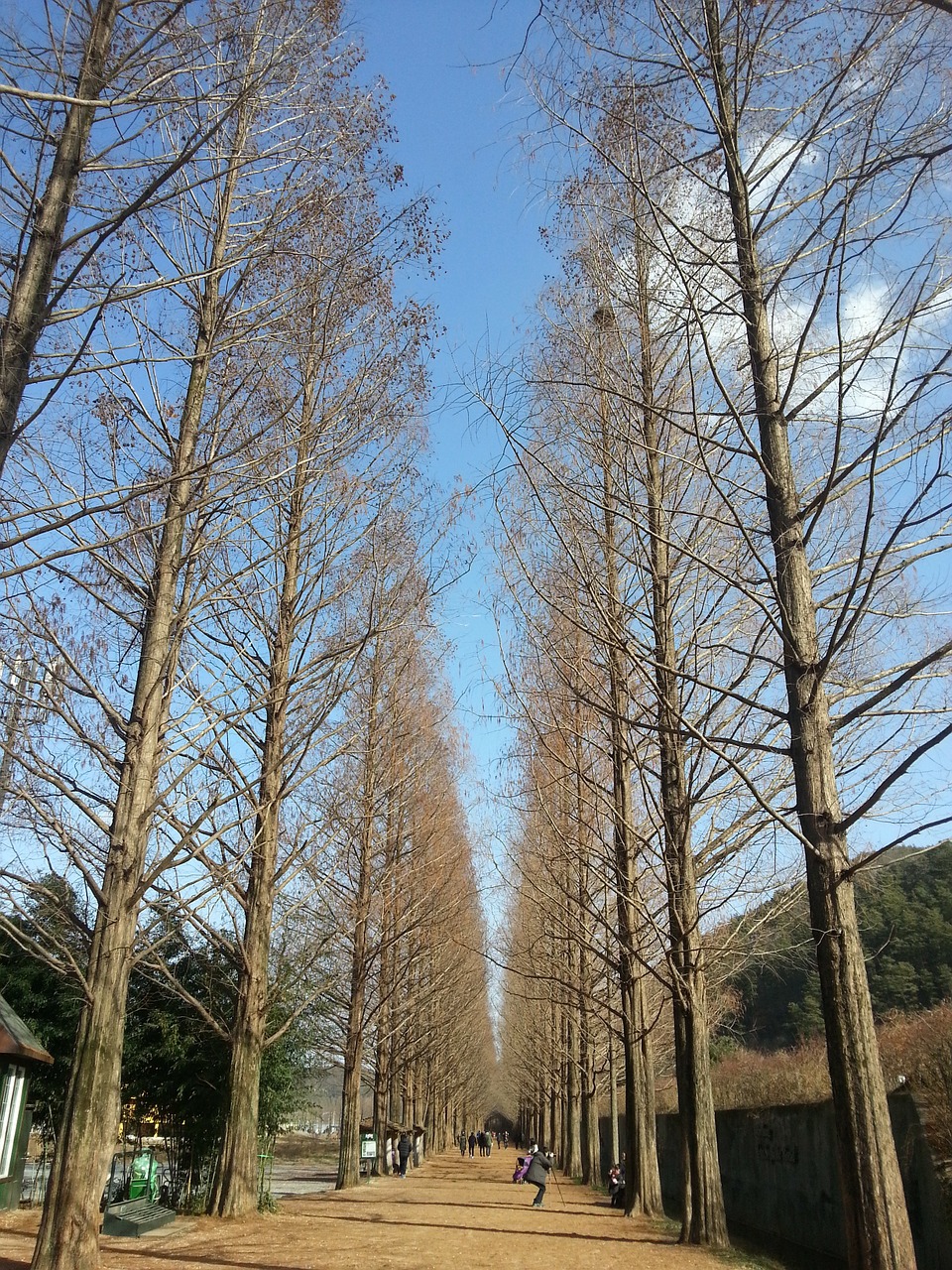 damyang winter sky meta sequoia free photo