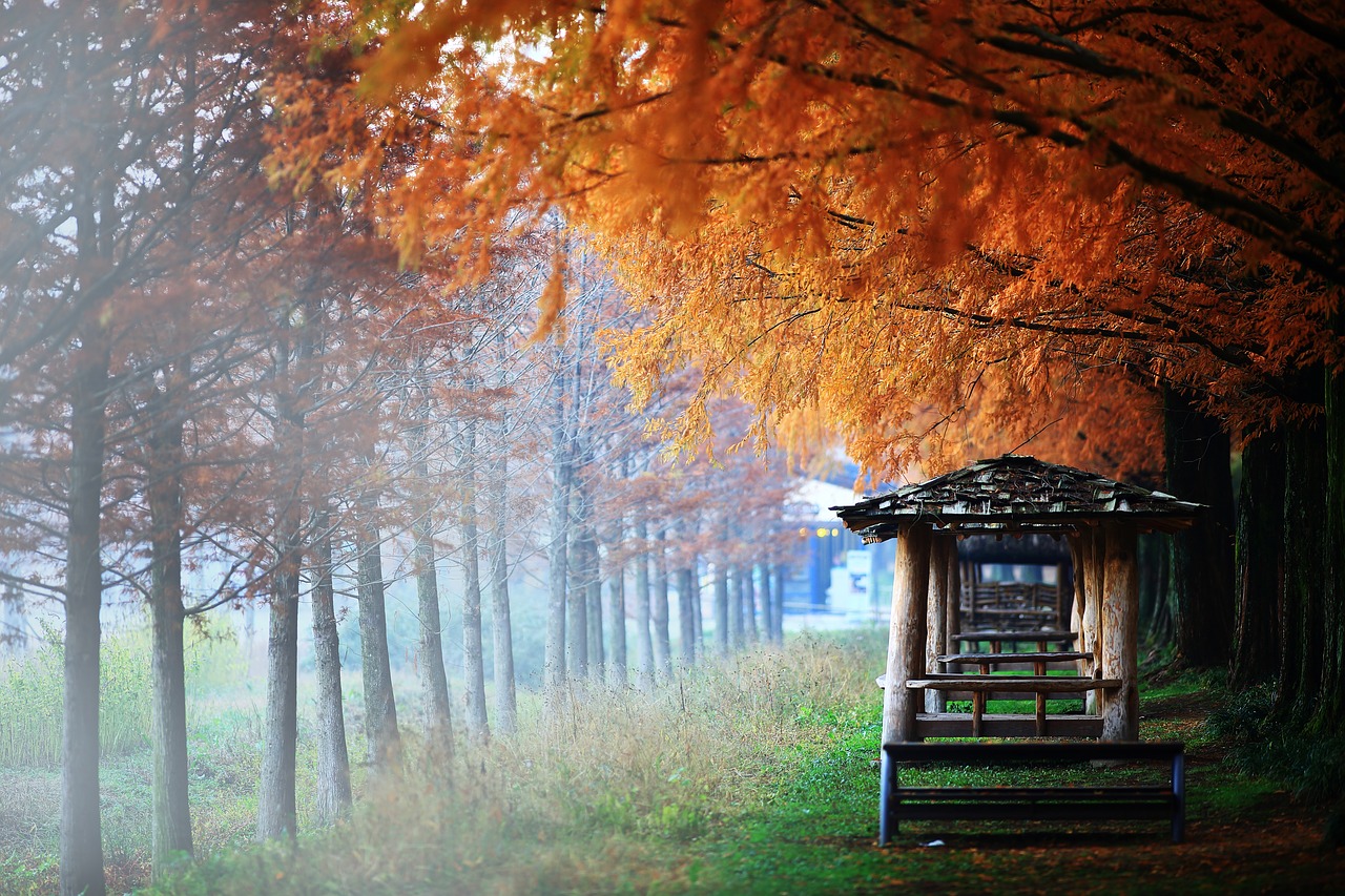 damyang autumn booth free photo