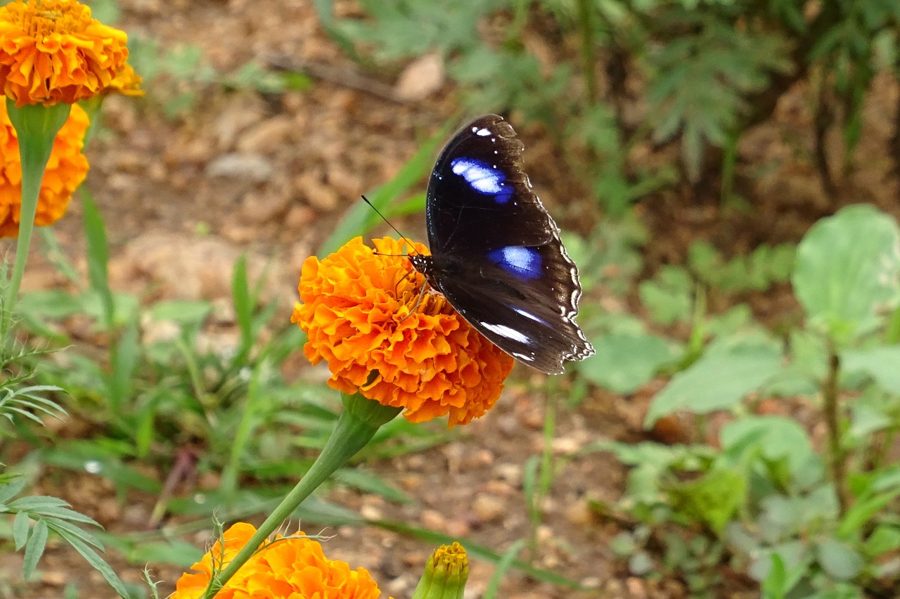 danaid eggfly tropical butterfly butterfly free photo