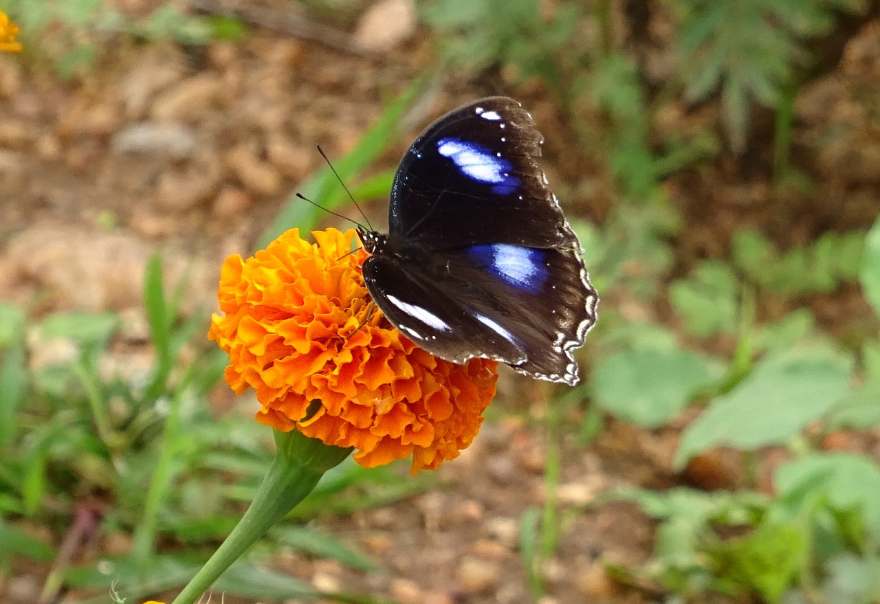 danaid eggfly tropical butterfly butterfly free photo