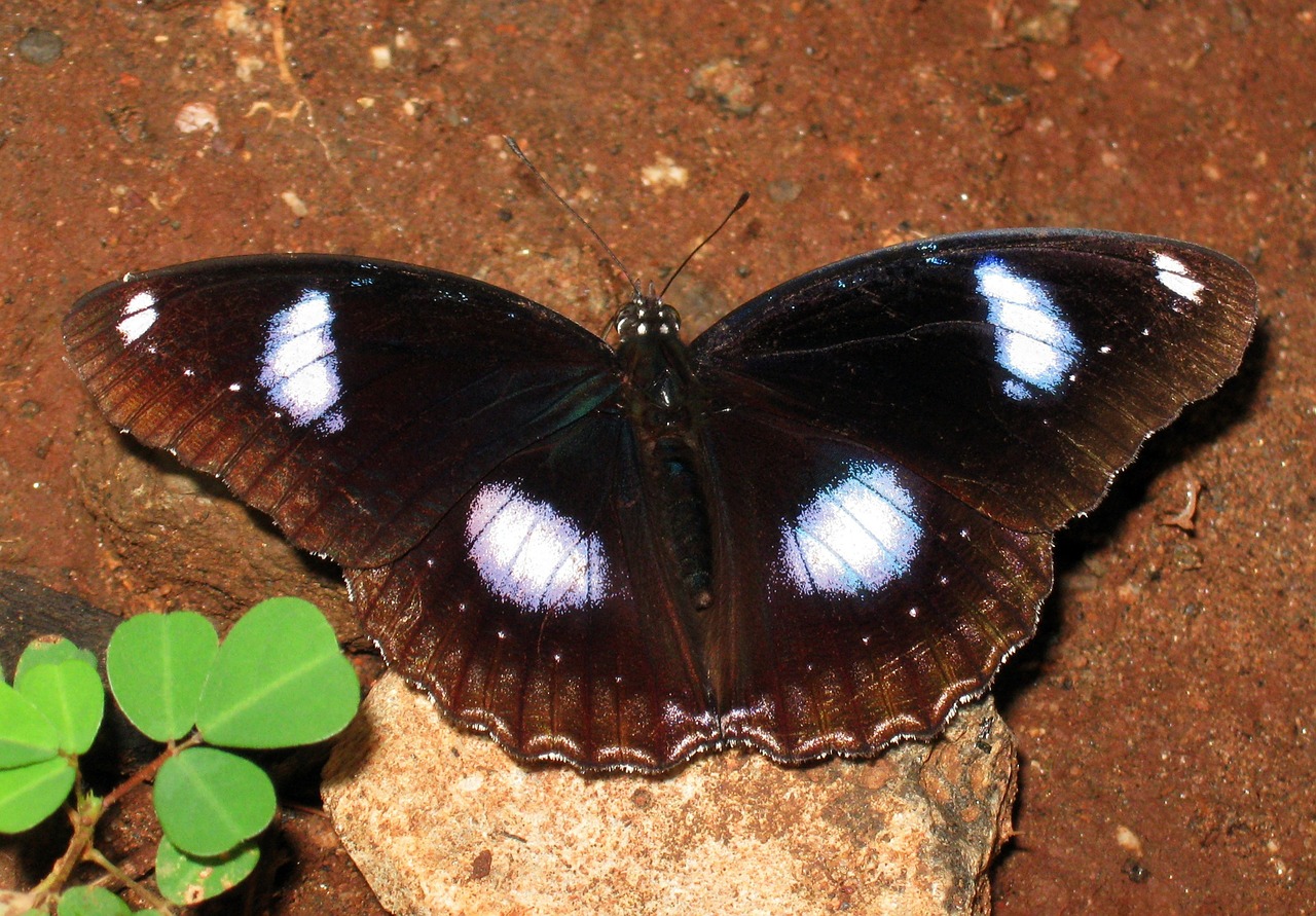 danaid eggfly tropical butterfly butterfly free photo