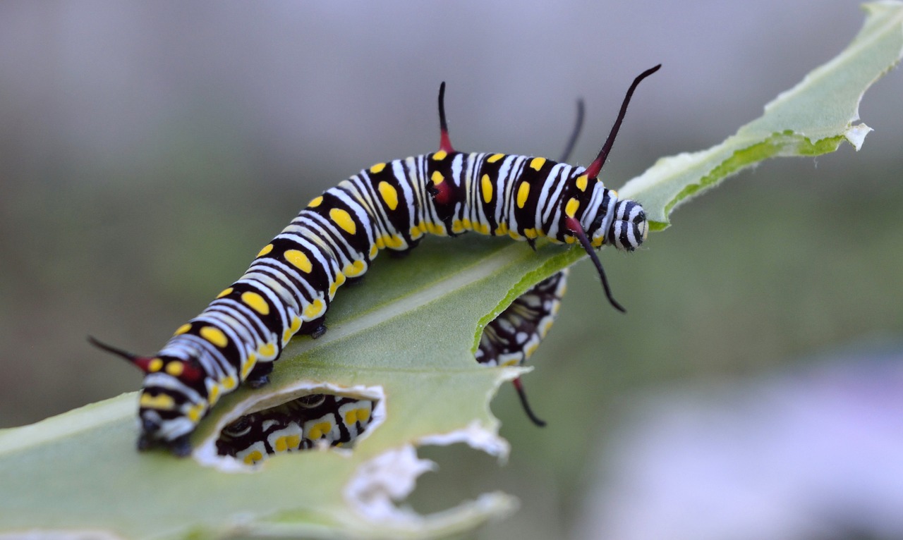 danaus gilippus queen free photo