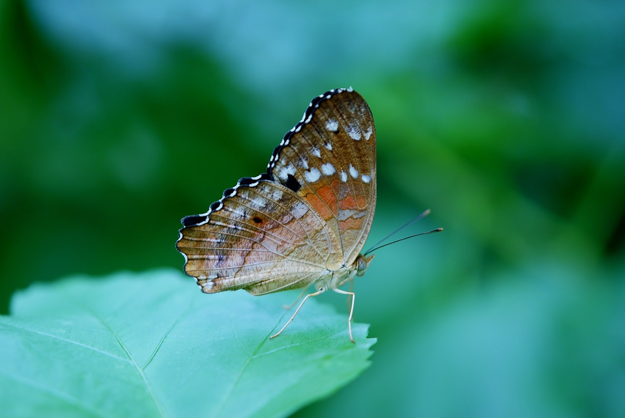 danaus plexippus butterfly butterflies free photo