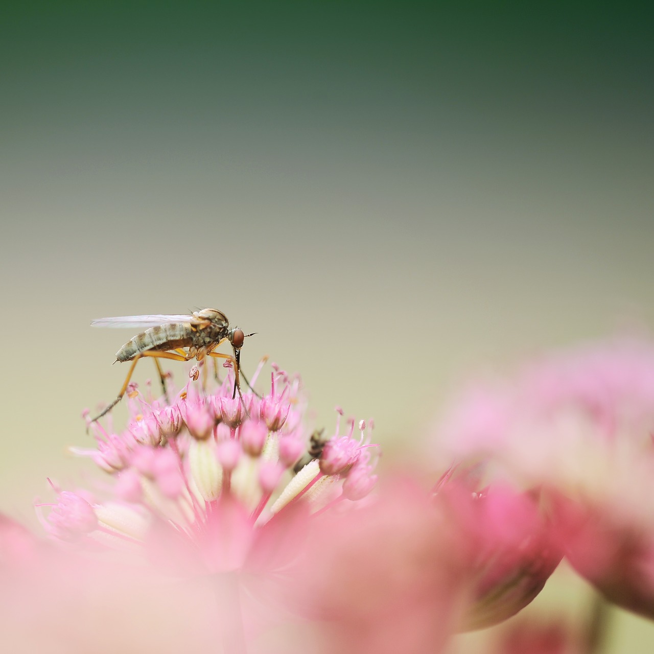 dance fly insect macro free photo