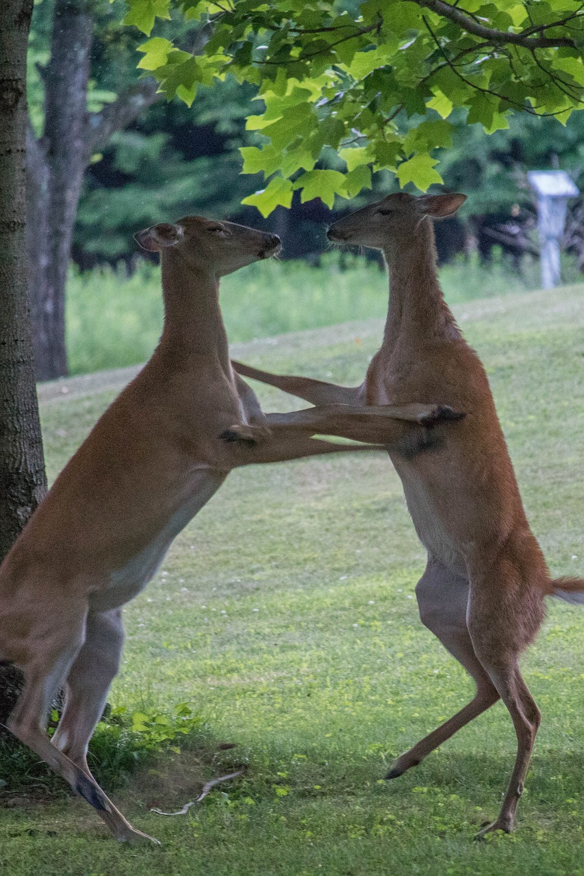 dancing does deer free photo