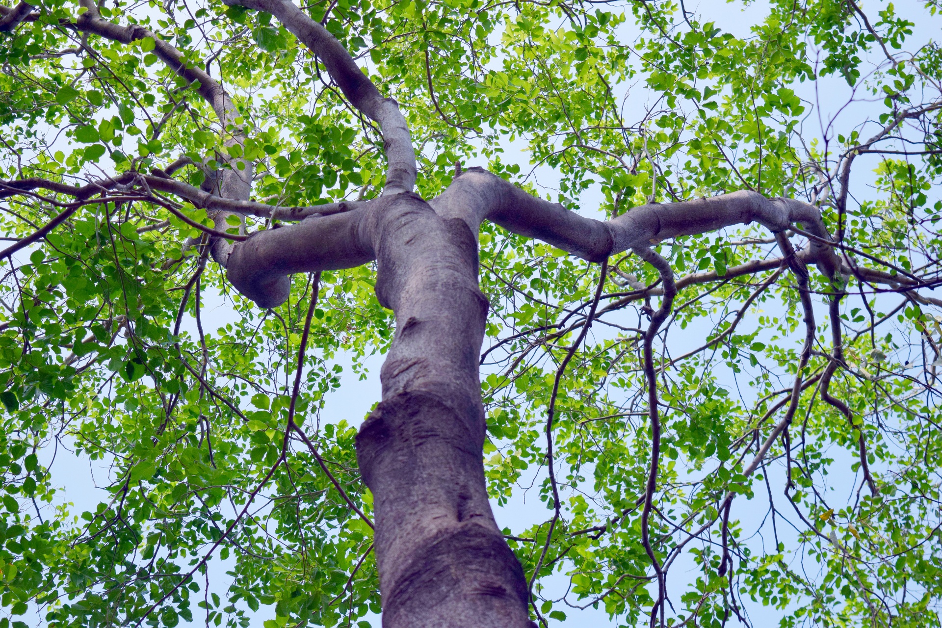 tree branches leaves free photo