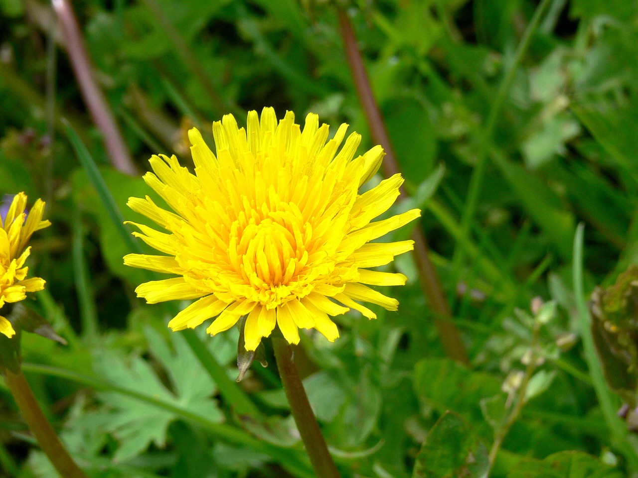 dandalion spring flowers grass free photo