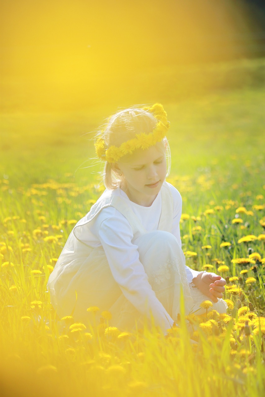 dandelion meadow yellow free photo